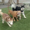 Socialize Your Dog With New Four-Legged Friends
